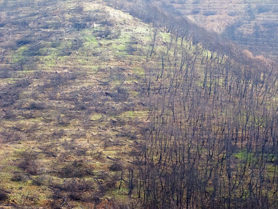 Hace cinco años, un gran incendio afectaba a 8.000 hectáreas de los municipios de Coín, Alhaurín el Grande, Mijas, Marbella, Ojén y Monda. Hoy se trabaja en recuperar las zonas afectadas.