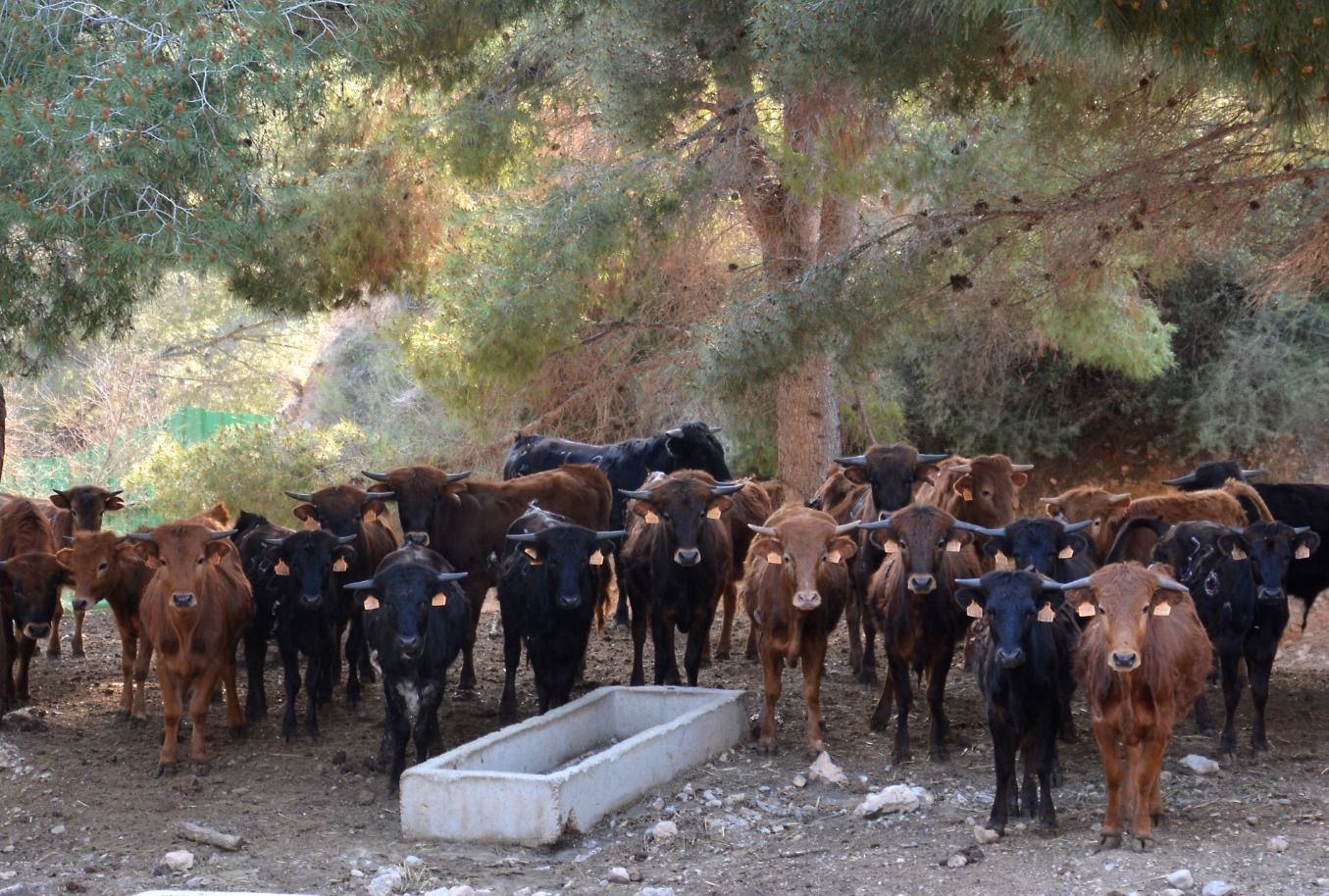 Naturaleza y plenitud: así viven los toros de la ganadería de Daniel Ramos