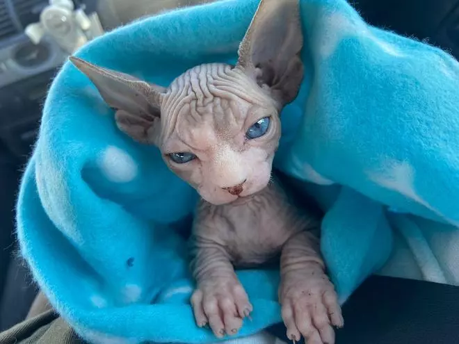 Consulta gratuita para gatitos y cachorros en Clínica Jeremías