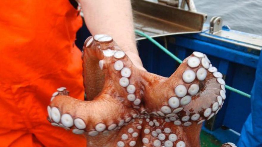 Un marinero sostiene un ejemplar de pulpo gallego.