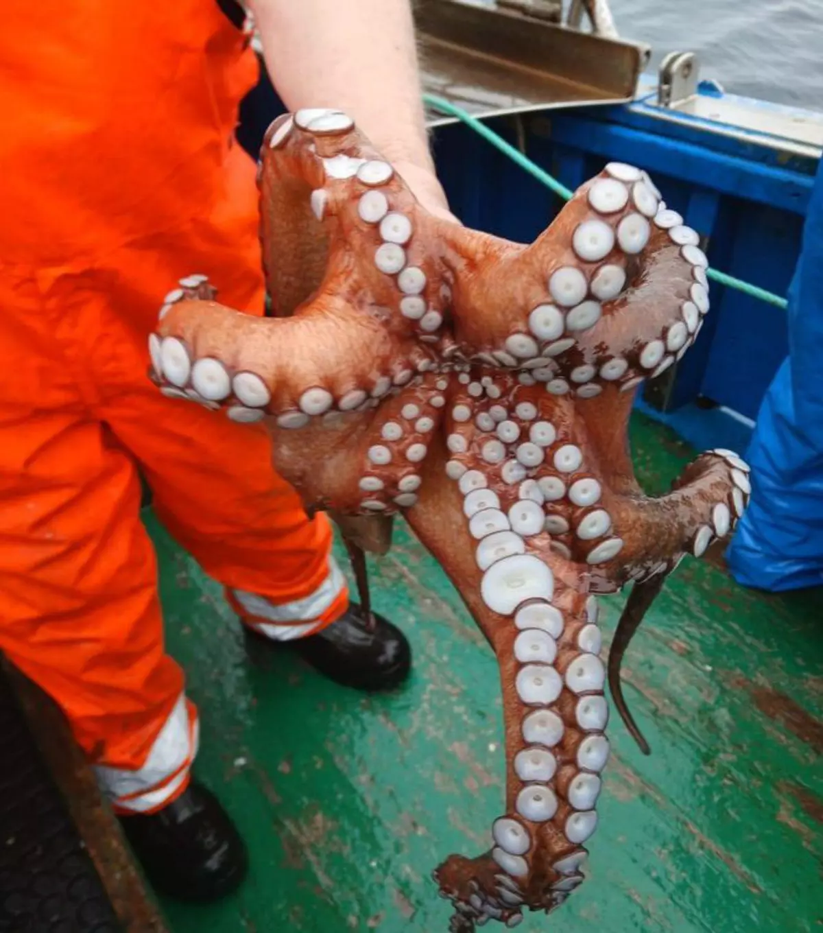 Mar y el CSIC estudiarán las defensas del pulpo ante el cambio climático