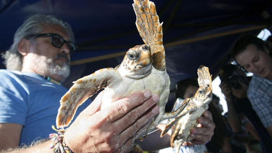 La suelta de tortugas hoy en el Carabassí