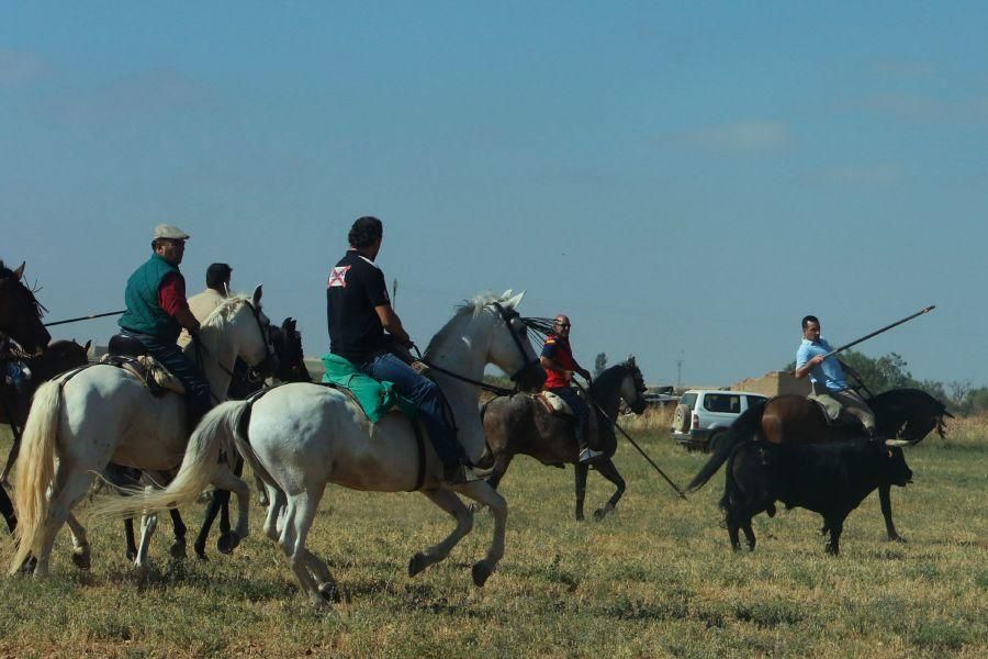 Villalpando despide los toros