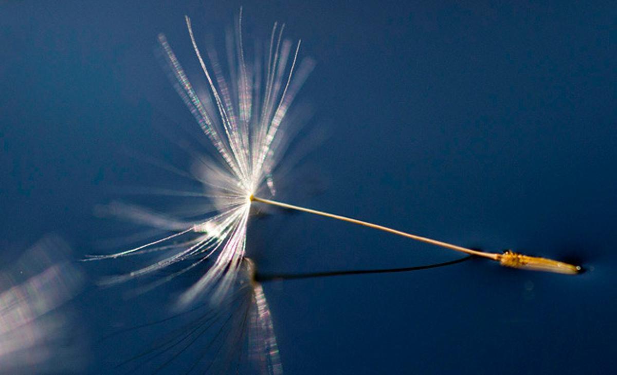 Una herba coneguda com a dent de lleó flota a l’aigua en un barril a Frankfurt de l’Oder (Alemanya).