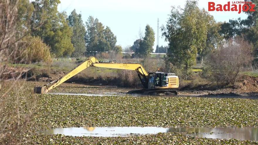 Vídeo | Labores de limpieza del nenúfar en el río Guadiana