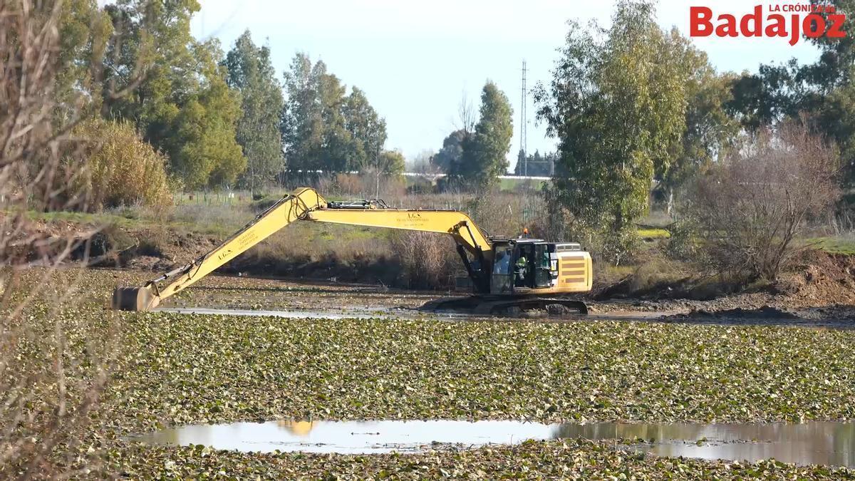 Vídeo | Labores de limpieza del nenúfar en el río Guadiana