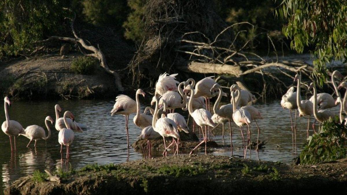 Flamencos en la Cañada de los Pájaros, en Puebla del Río.