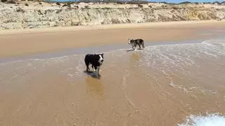 ¿Puede mi perro acceder a las playas con bandera azul de Andalucía? Esto dice la ley