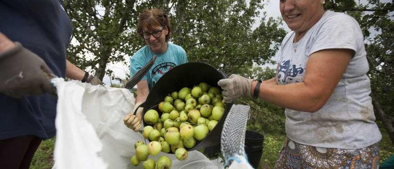 Labores de recogida de manzana en el arranque de la campaña. // Bernabé/Cris M.V.