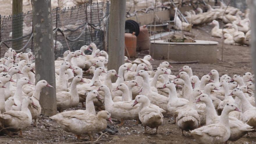 Imatge d&#039;arxiu d&#039;una granja avícola a Sant Gregori