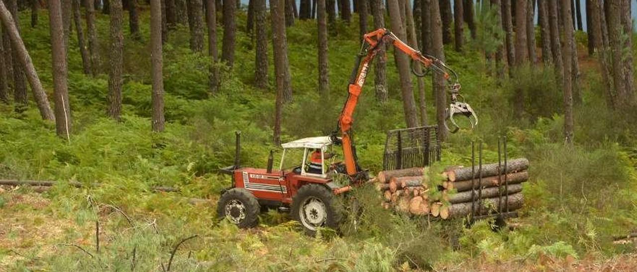 Corta de madera en un monte de Cambados. // Noé Parga