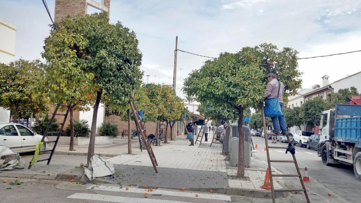 Los trabajadores recogen las naranjas de los árboles de las calles de Palma del Río.