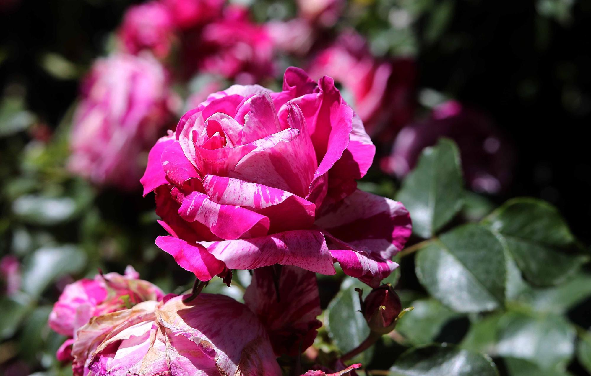 Las flores del Jardín Botánico en primavera