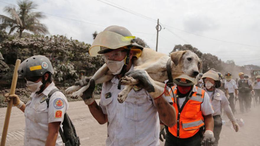 Suben a 75 los muertos tras la erupción volcánica en Guatemala