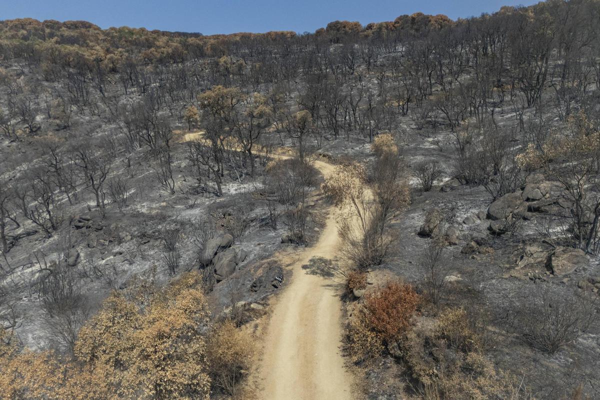 Imatges de les Gavarres després de l'incendi