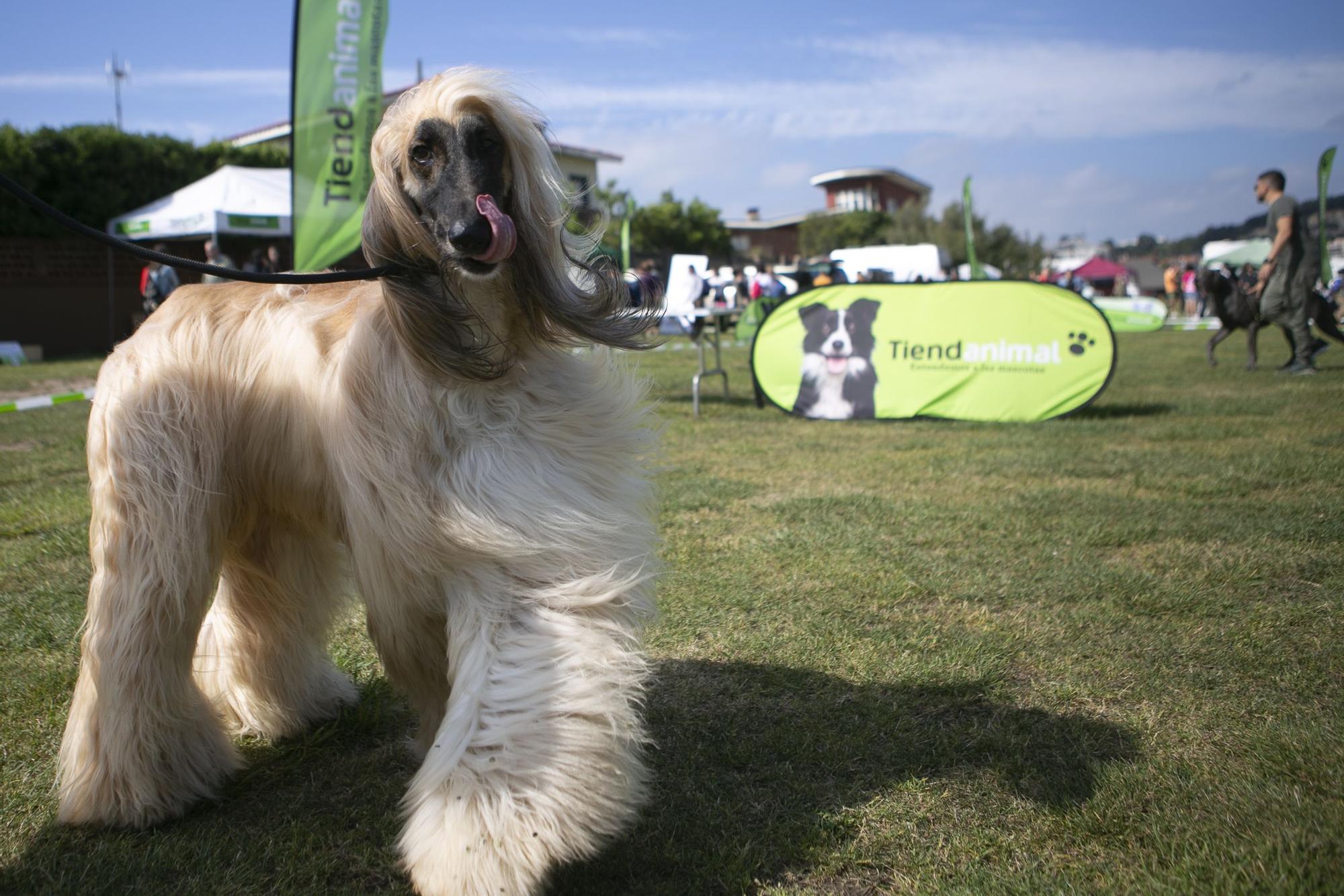 En imágenes: así fue el campeonato de surf para perros en Salinas