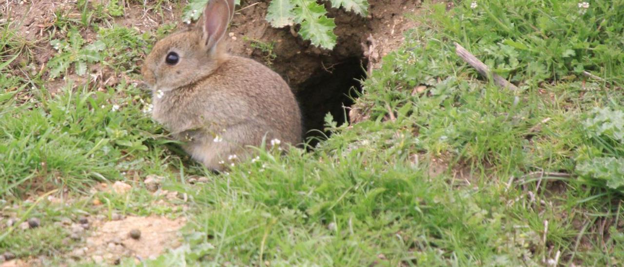 Un conejo saliendo de su hura. | José Luis Fernández