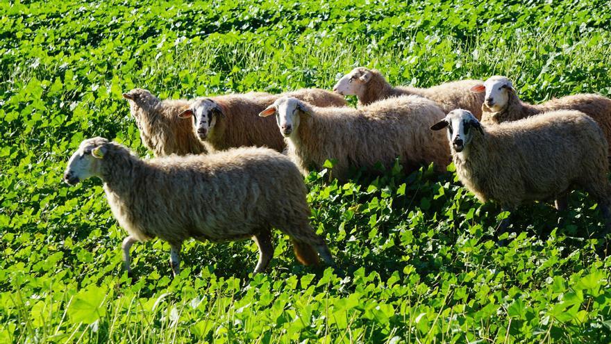 El Govern declara las islas de Ibiza y Formentera como zonas afectadas por el serotipo 3 de lengua azul