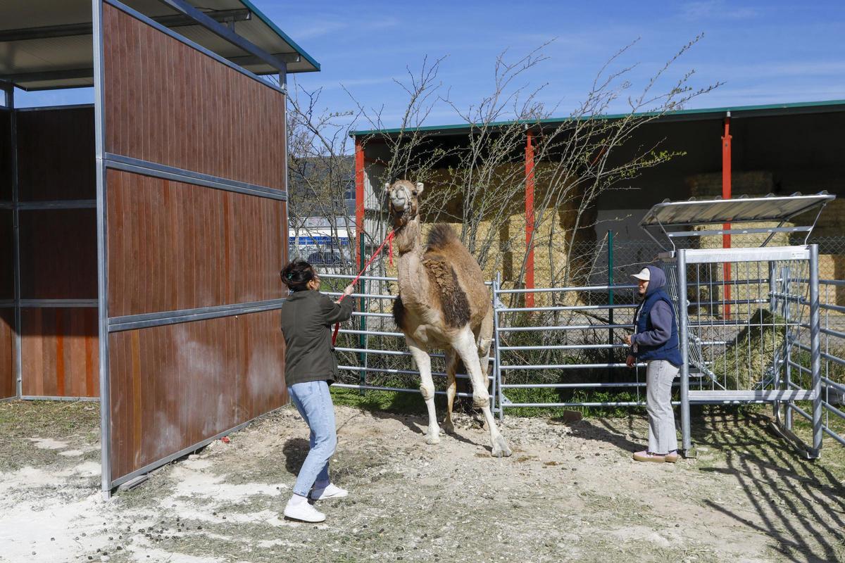 El recinto que ocupan los camellos en la facultad de Veterinaria de Zaragoza.