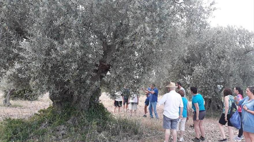 Visita guiada a los olivos centenarios