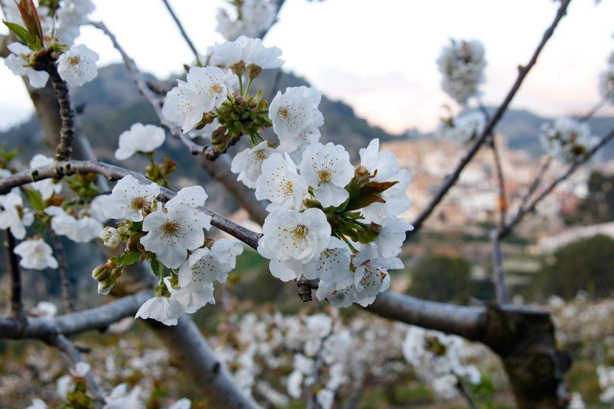 Una explotación de cerezos con el casco urbano de Planes al fondo.