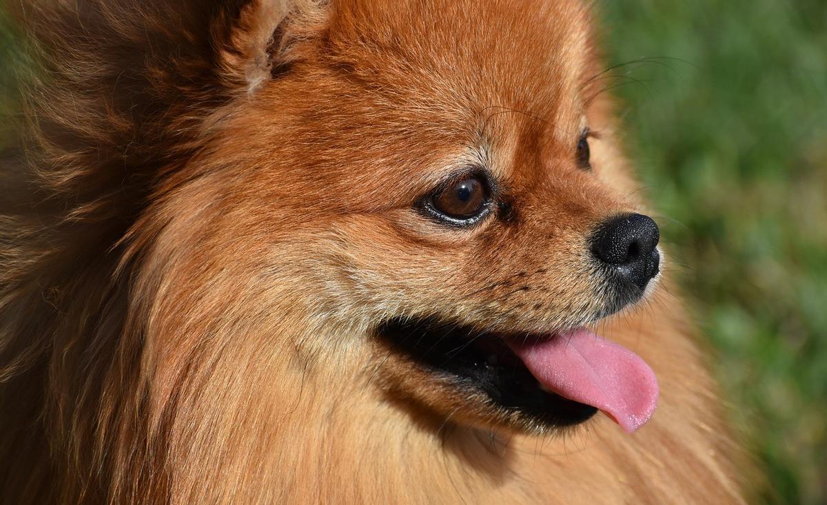 Cómo saber si mi pomerania es de raza: Físico y comportamiento 3