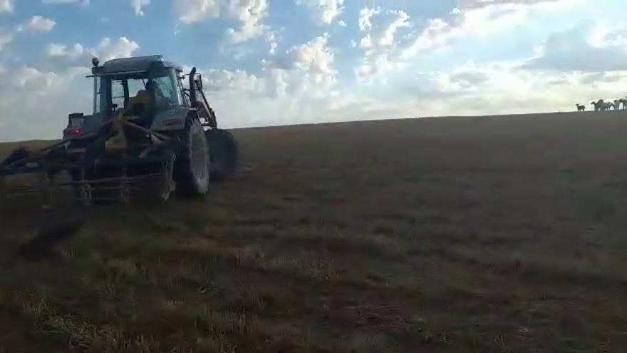 Vídeo del agricultor de Tauste investigado por atropellar a un perro