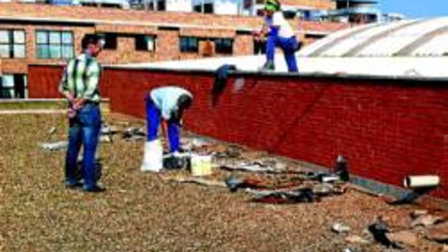 Deportes repara el techo de los pabellones para evitar goteras