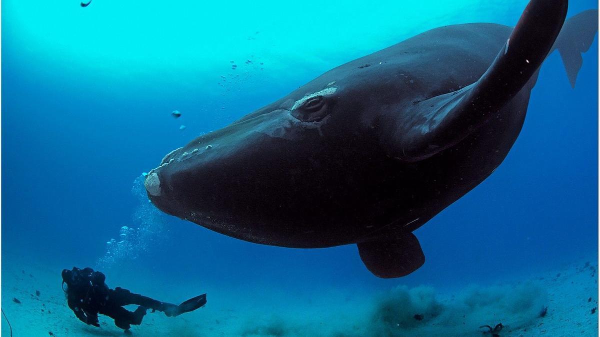 La ballena franca logra su mayor población en 51 años