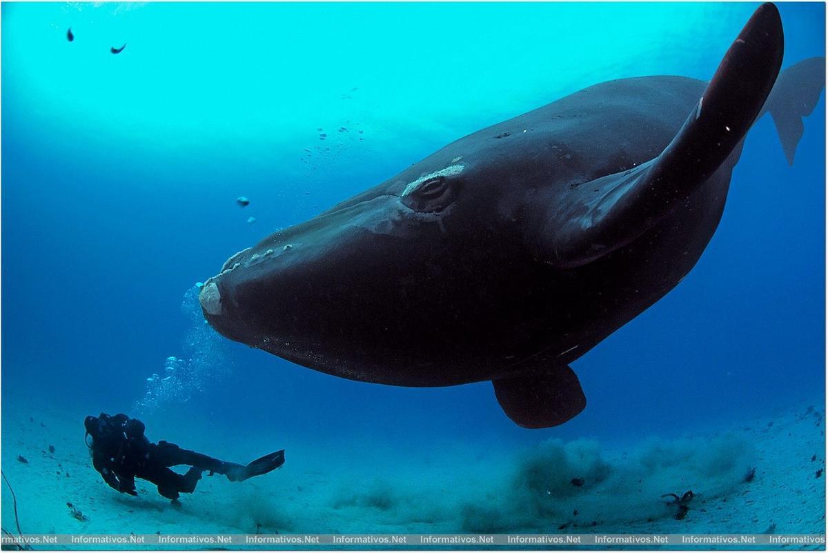 La ballena franca logra su mayor población en 51 años