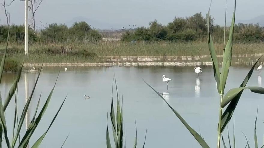 Las rutas de senderismo de Alicante que no parecen de Alicante: lagunas, aves y pasarelas sobre el agua