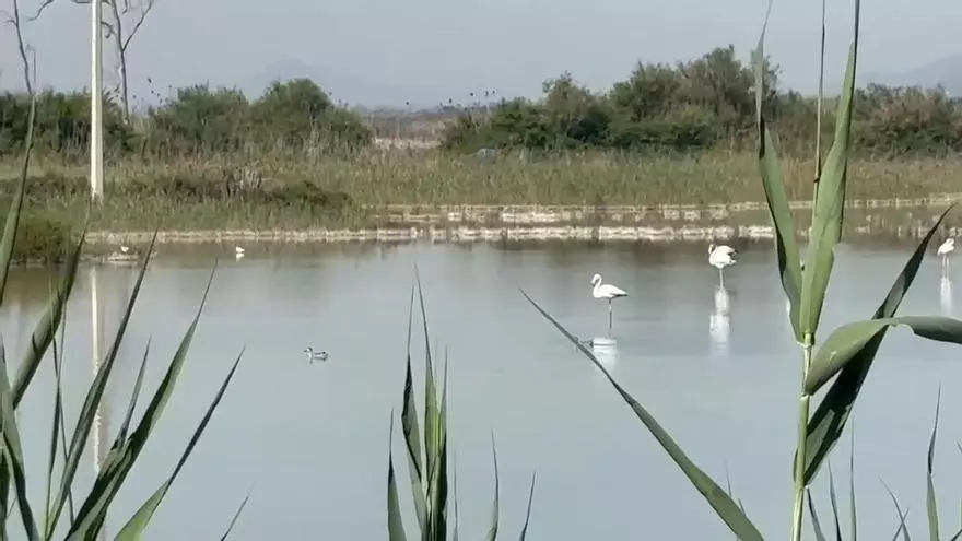 Las cercetas pardillas, reinas en una charca de caza de El Hondo de Elche y Crevillent