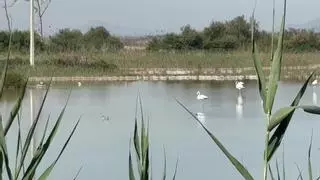 Las rutas de senderismo de Alicante que no parecen de Alicante: lagunas, aves y pasarelas sobre el agua