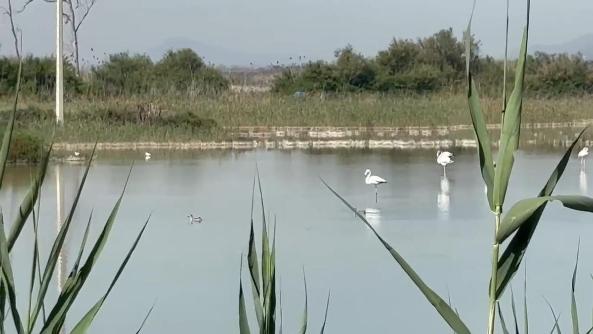 lagunas, aves y pasarelas sobre el agua