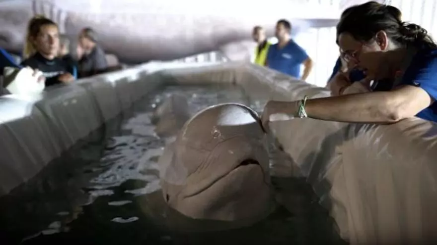 Rescatan dos belugas de un acuario de Ucrania y las trasladan al Oceanogràfic de València