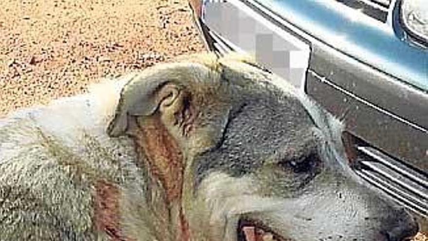 Un perro ataca a un niño de tres años en Alcàsser
