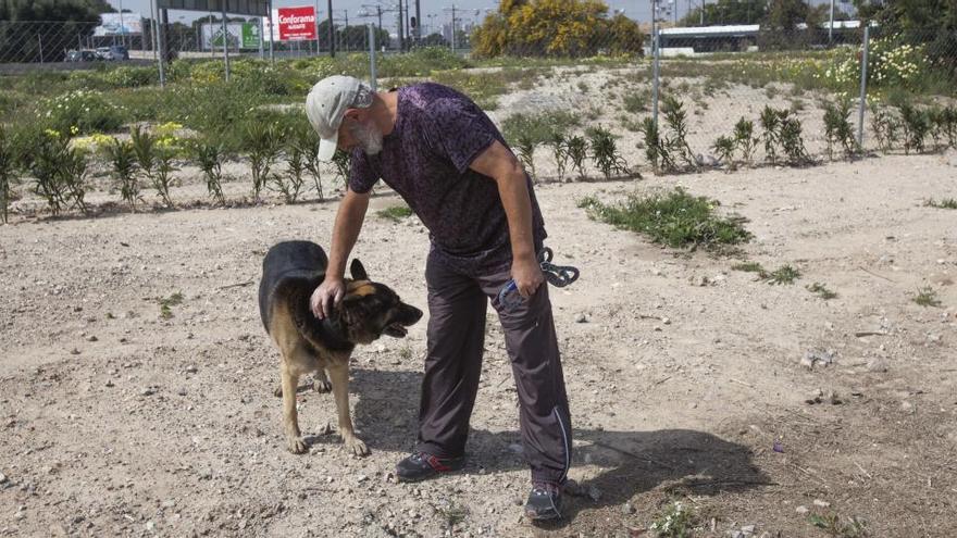 Un perro en un pipicán de Alicante