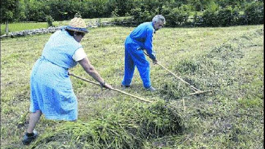 Dos vecinos de Caleao recogen la hierba en un prau próximo al pueblo casín.