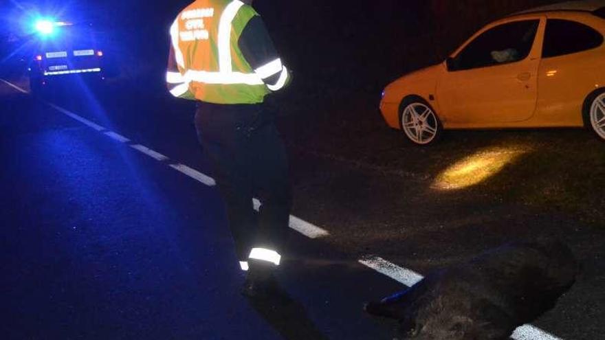 Un guardia civil, tras un accidente con animal. // FdV