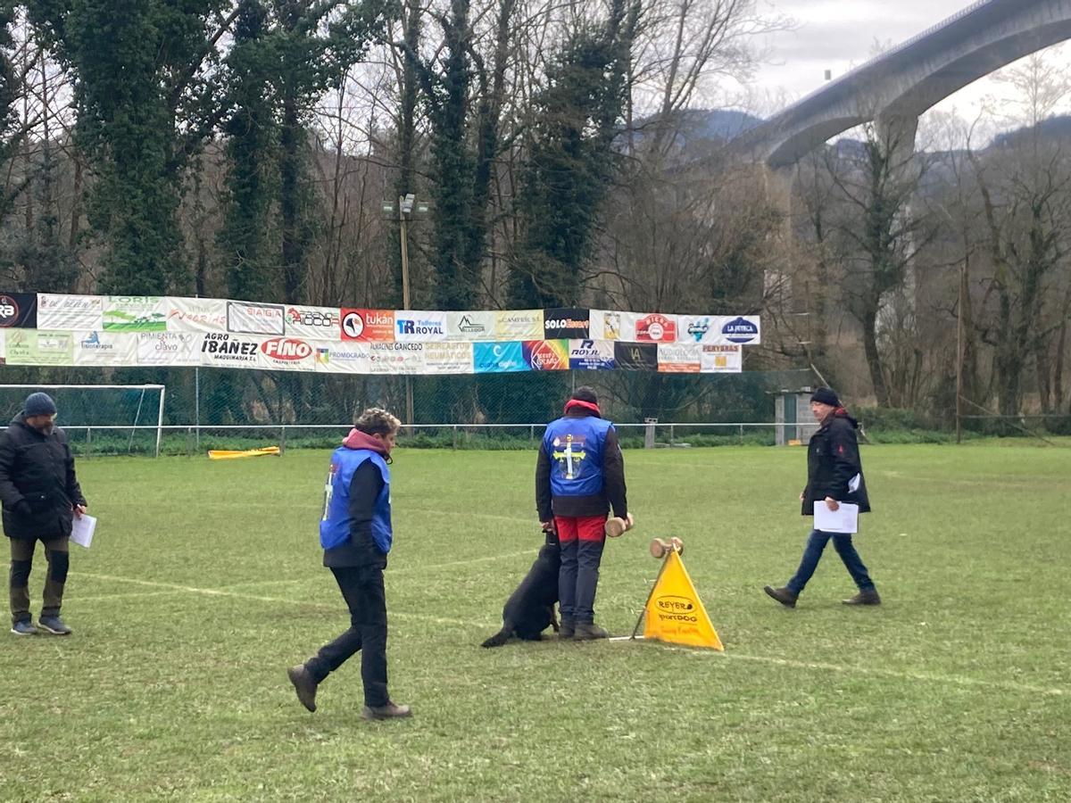 Gélida mañana de campeonato de adiestramiento canino en Cornellana