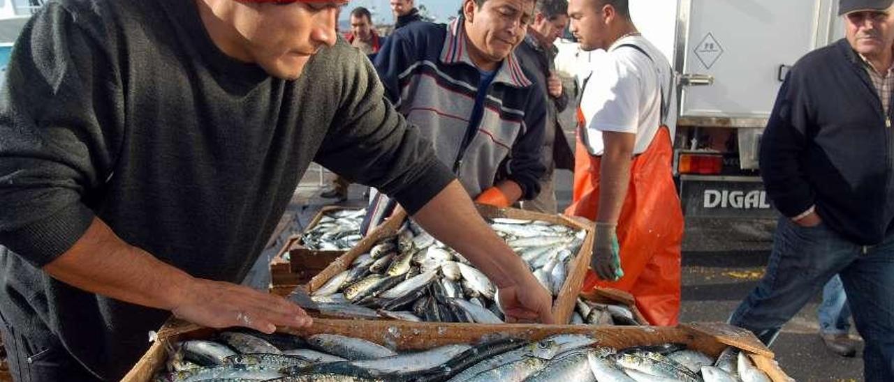 Marineros descargan cajas de sardina en un puerto gallego.
