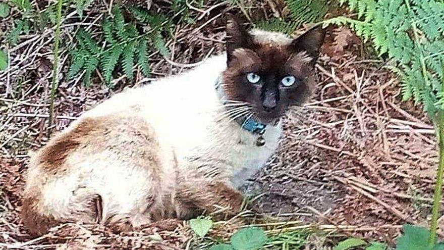 El gato cuando vivía vagabundo en Cruz da Maceira.