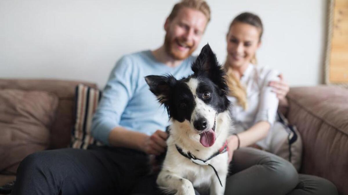 Los perros buscan protección y tranquilidad al estar cerca de quien consideran su líder.