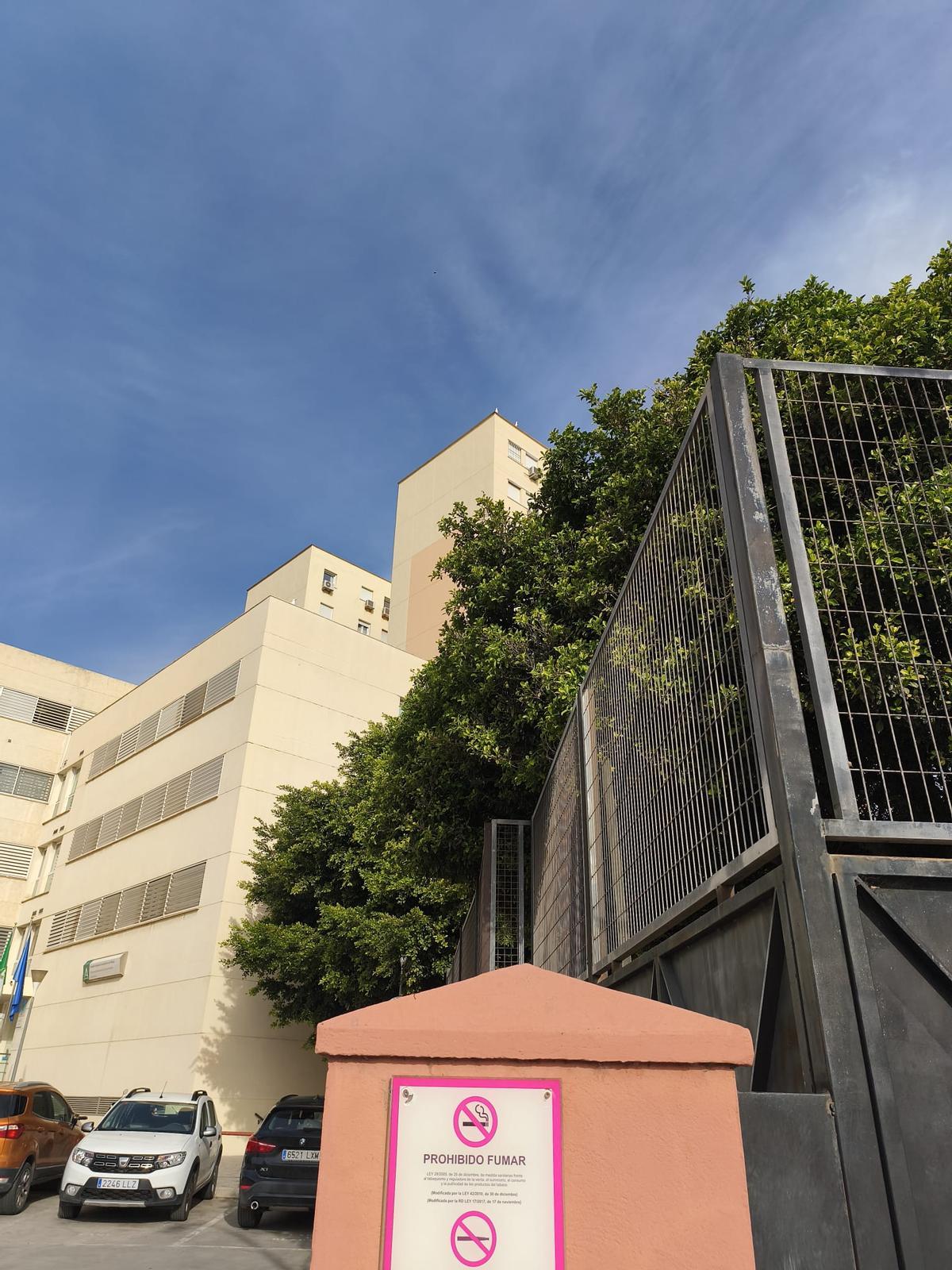 Árbol del CEIP García Lorca, colindante con el centro sanitario