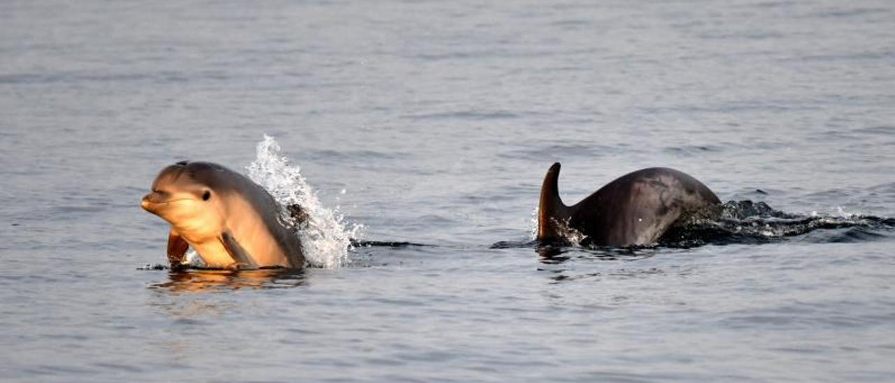 Una cría de delfín mular nadando junto a su madre en la ría de Arousa.   | //  BDRI