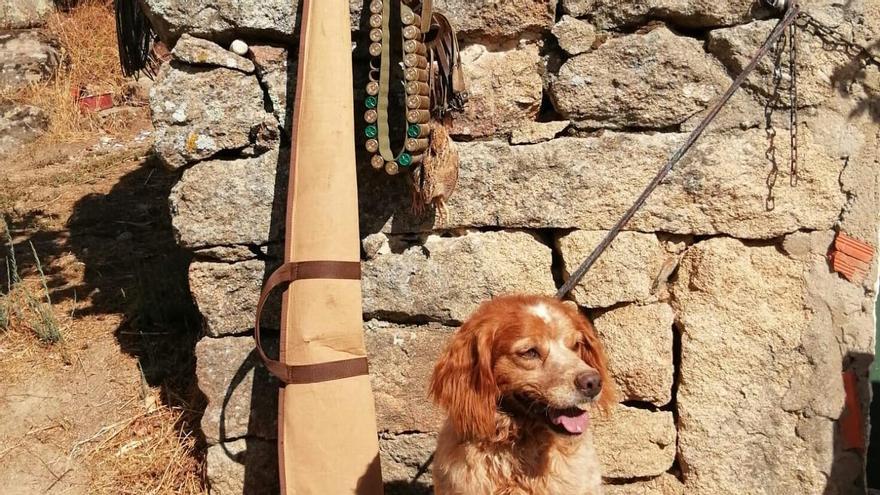 Un perro aguarda al lado de un rifle y la canana el inicio de la jornada de caza
