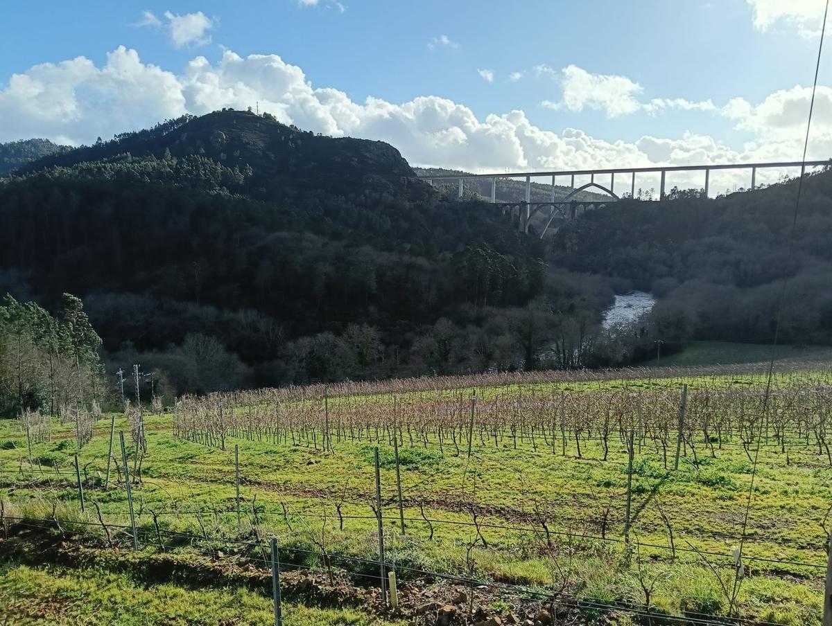 Pontes ferroviarias sobre o río Ulla vistas dende unha plantación de viñedos.