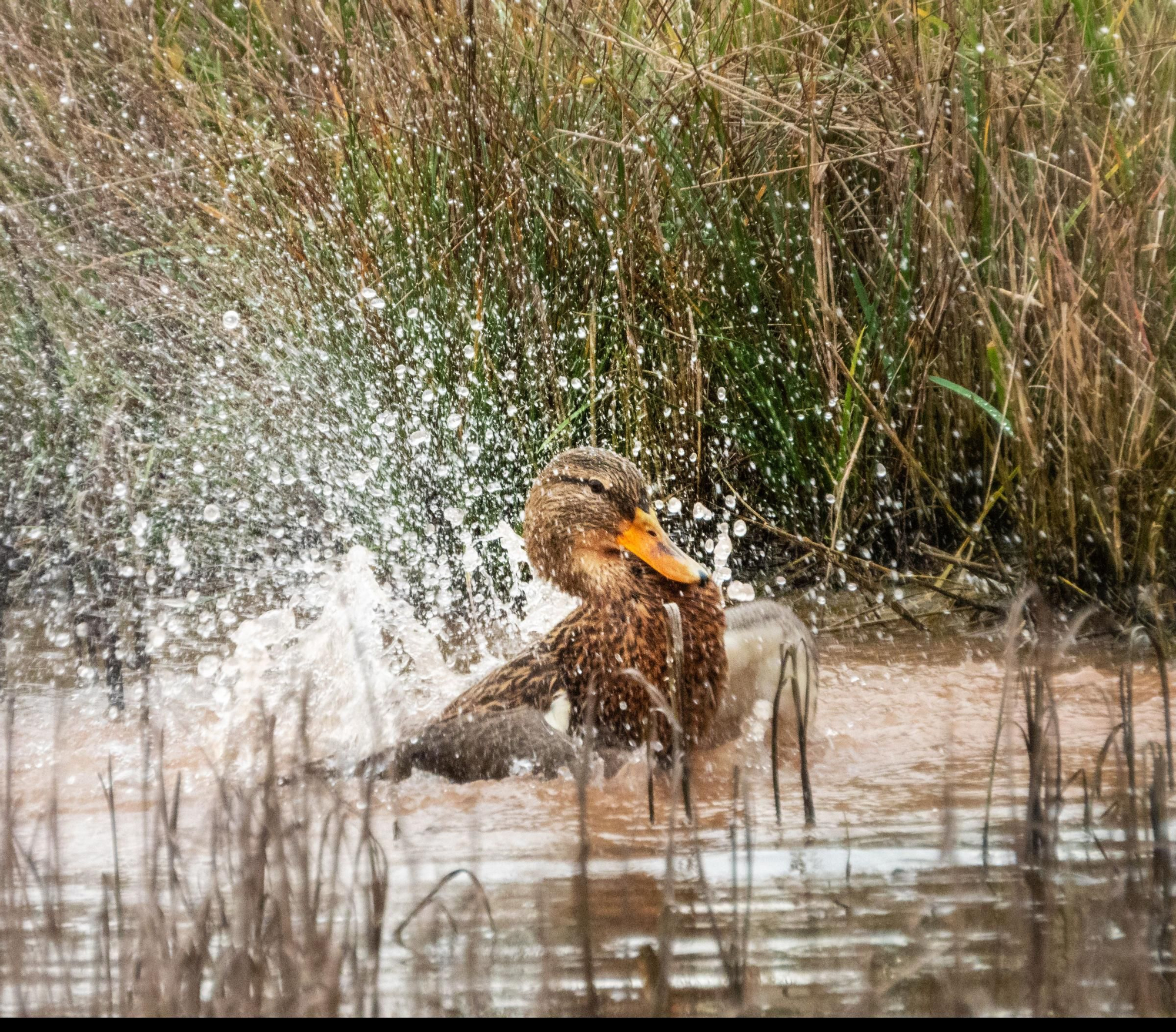 La ría, un espacio único en el que observar más de 300 especies de aves