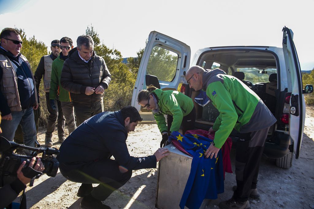 Las imágenes de la llegada de tres ejemplares de lince ibérico a las montañas de Lorca