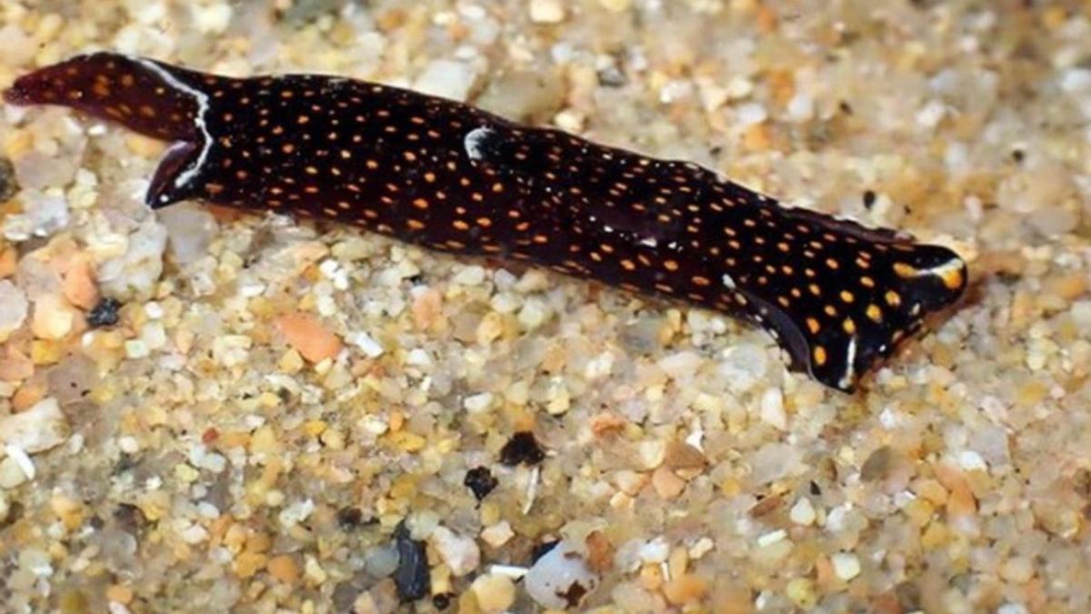 L’espècie de llimac marí que el grup Natura Montfred ha trobat a Sant Feliu de Guíxols. | NATURA MONTFRED